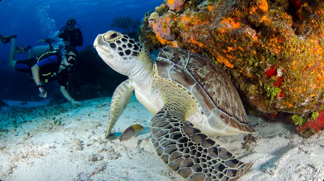 A snorkeller above the coral garden at Turtle Beach on Gili Air